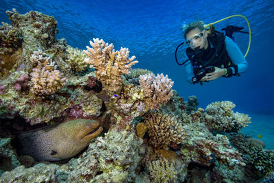 Egypt, red sea, hurghada, scuba diver and yellow-edged moray