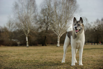 Full length of japanese akita standing on field