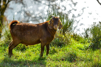 Side view of a horse on field