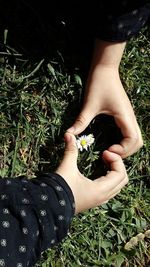 High angle view of woman hand holding plants on field