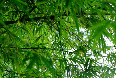 Low angle view of tree in forest