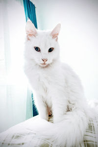 Portrait of cat sitting on window