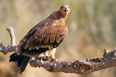 Close-up of eagle perching on branch