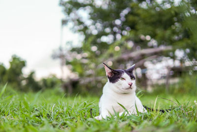 Cat looking away on field