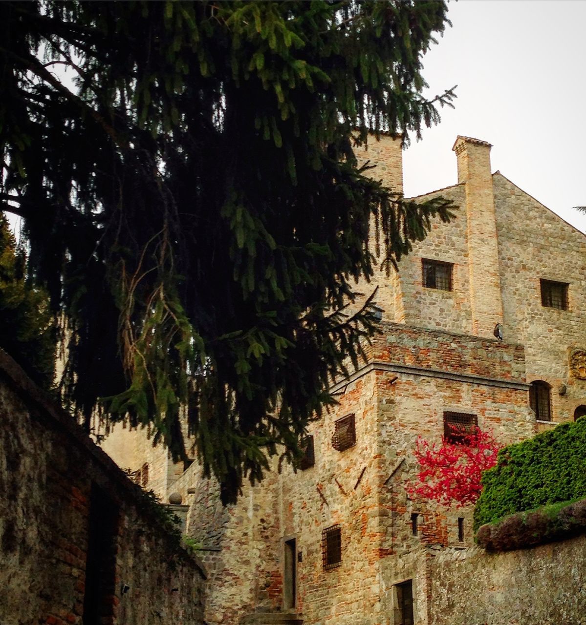 architecture, building exterior, built structure, tree, house, clear sky, residential structure, residential building, low angle view, window, growth, plant, building, old, day, sky, wall - building feature, outdoors, no people, history