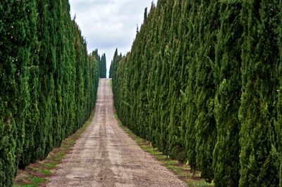 Dirt road along trees and plants