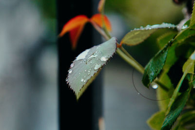 Close-up of wet plant leaves