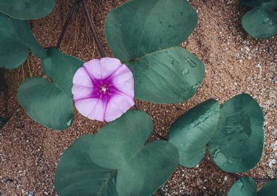 High angle view of pink flowering plant