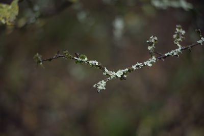 Close-up of snow on plant