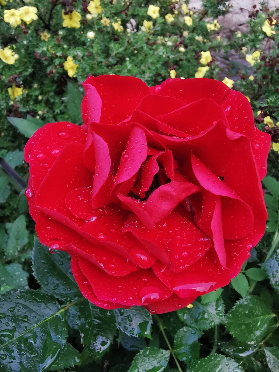 plant, flower, flowering plant, red, rose, garden roses, beauty in nature, freshness, growth, nature, petal, inflorescence, fragility, flower head, close-up, leaf, plant part, high angle view, wet, no people, drop, day, love, outdoors, positive emotion, water, green