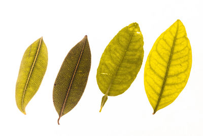 Close-up of leaves against white background