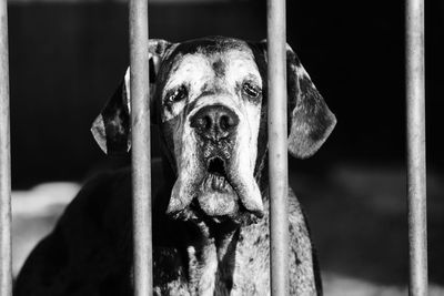 Close-up portrait of dog