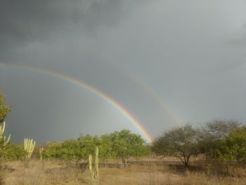 Scenic view of rainbow over trees on field against sky