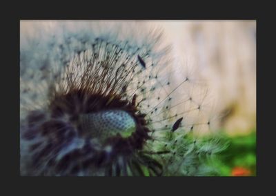 Close-up of caterpillar on flower