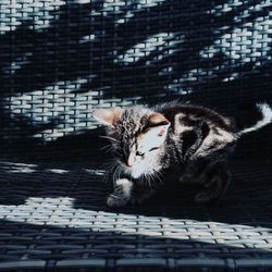 Sunlight falling on kitten in wicker container