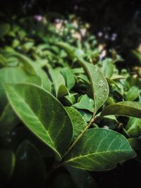 Close-up of fresh green leaves with dew drops