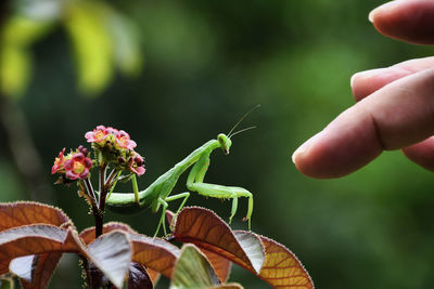 Close-up of insect on hand