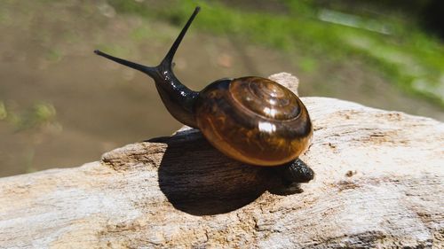 Close-up of snail on rock