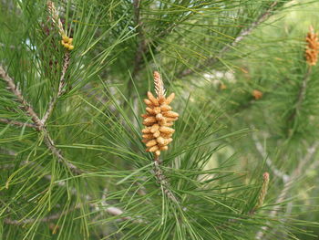 Close-up of pine cone on tree