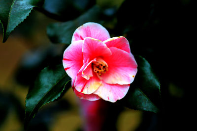 Close-up of pink flower