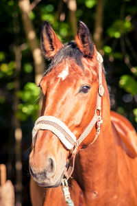 Close-up of horse standing outdoors