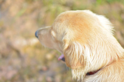 Close-up of dog looking away