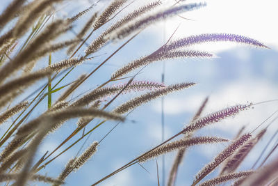 Close-up of reeds against sky