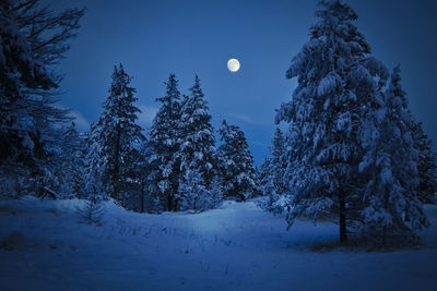 Trees on snow covered land against sky at night