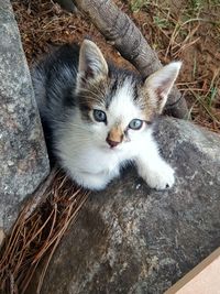 High angle portrait of a kitten