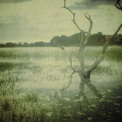 Reflection of trees in lake