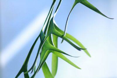 Close-up of plant against clear sky
