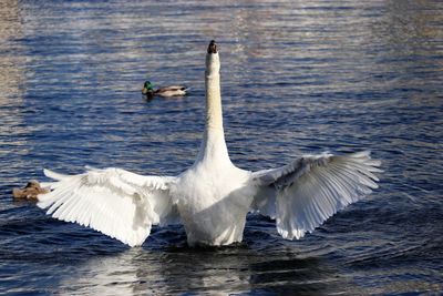 Swans swimming in lake