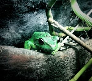 High angle view of frog on plant