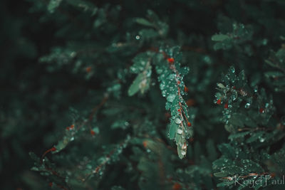 Close-up of frost on tree during winter