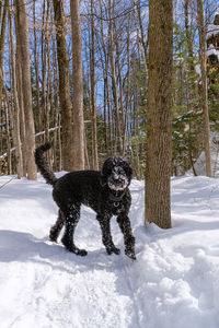 View of dog on snow covered land