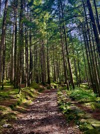 Trees in forest