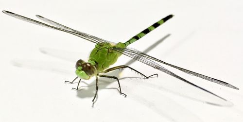 Close-up of grasshopper