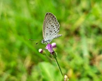 Close-up of butterfly on purple flower