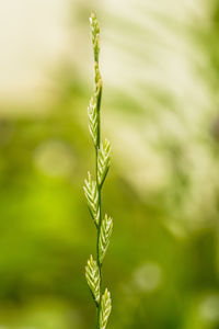 Close-up of plant against blurred background