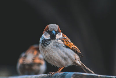 Close-up of sparrow perching on railing