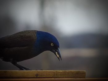 Close-up of bird perching on wood