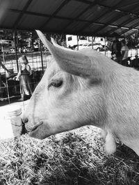 Close-up of cow in shed