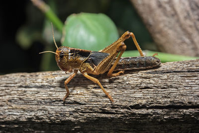 Close-up of grasshopper