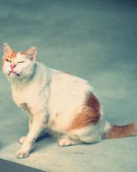 Portrait of cat sitting outdoors