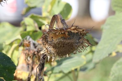 Close-up of insect on flower