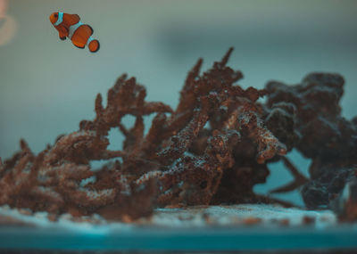 Close up of fish by coral in water