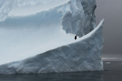 An alone gento penguin resting on an iceberg at low island, antarctica.