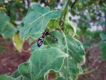 Close-up of insect on leaf