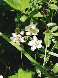 High angle view of white flowering plant