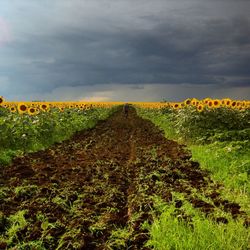 Plants growing on field against dramatic sky